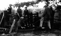 Sheep dipping - 1930