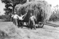 Hay-pitching - 1950s